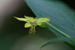 Fringed loosestrife